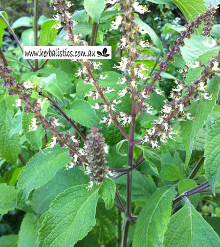 ریحان آفریقایی - معرفی سبزی جات برگی